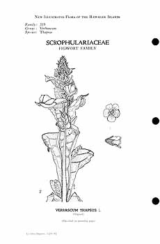 no HD illustration available (m5)