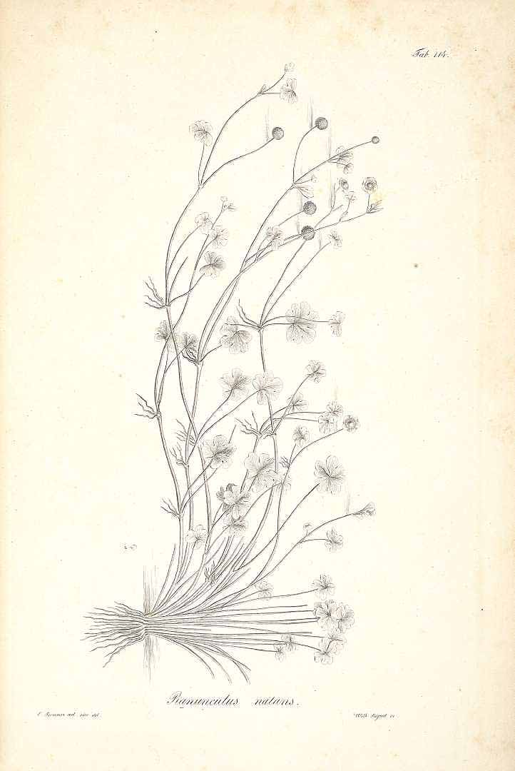 no HD illustration available (m5)