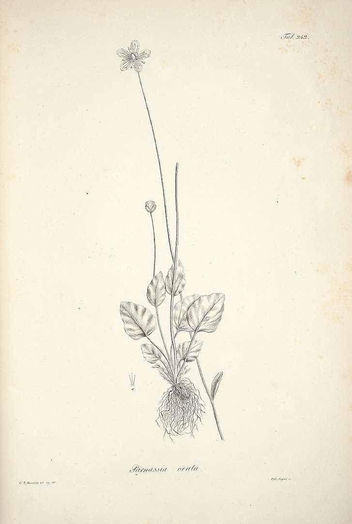 no HD illustration available (m5)