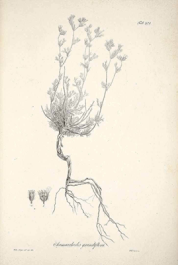 no HD illustration available (m5)