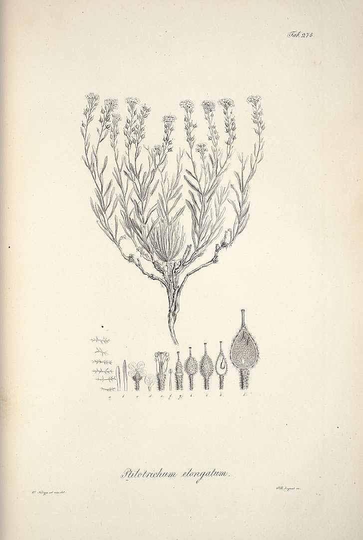 no HD illustration available (m5)