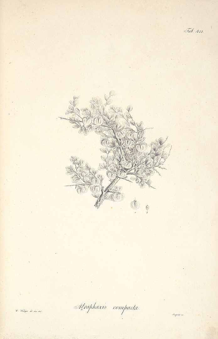 no HD illustration available (m5)