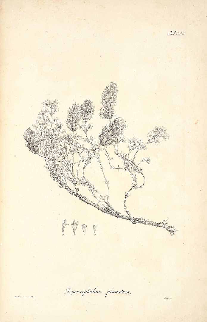 no HD illustration available (m5)
