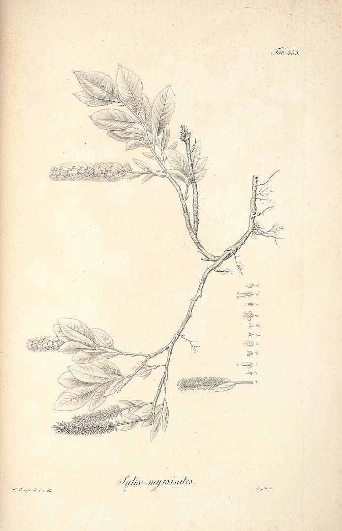 no HD illustration available (m5)