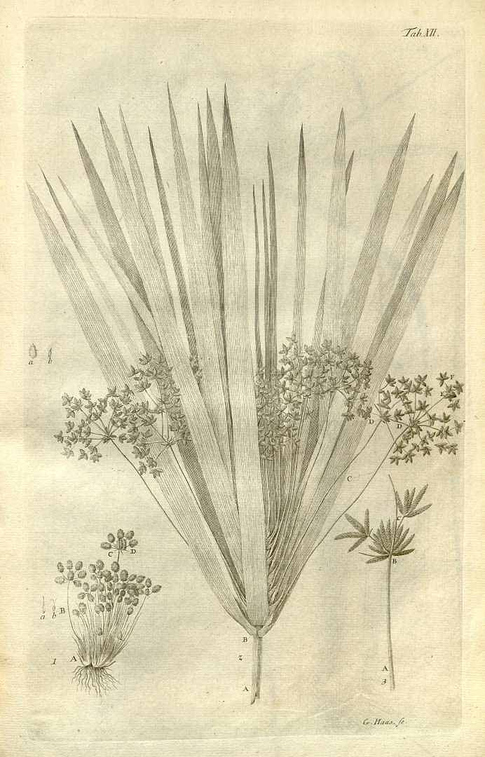 no HD illustration available (m5)