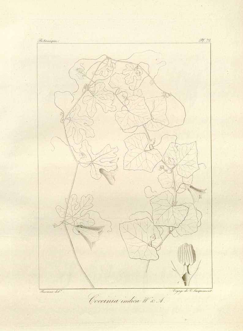 no HD illustration available (m1)