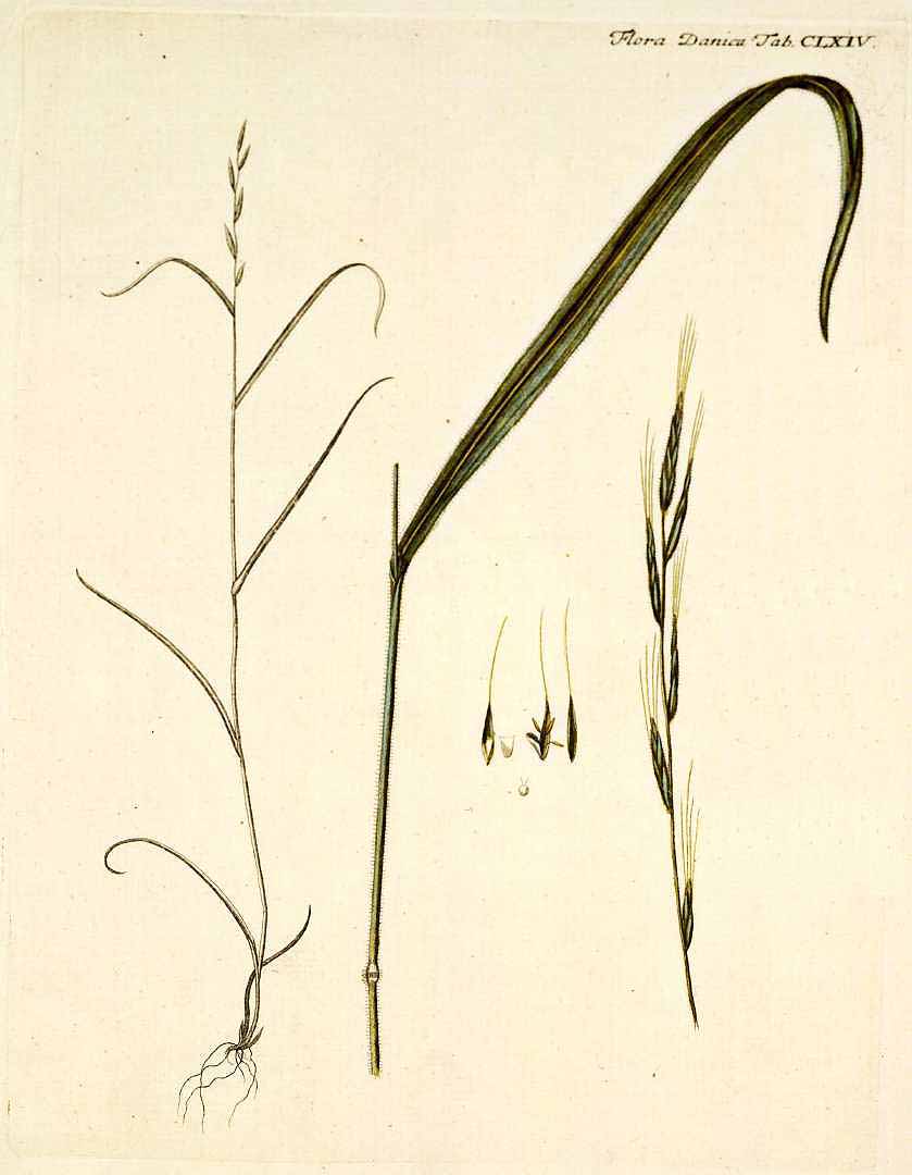 no HD illustration available (m5)