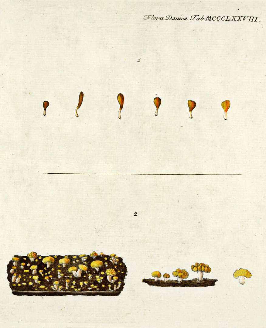 no HD illustration available (m4)