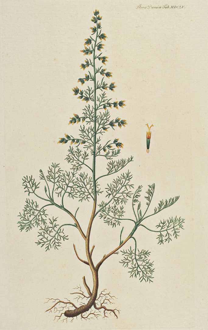 no HD illustration available (m5)