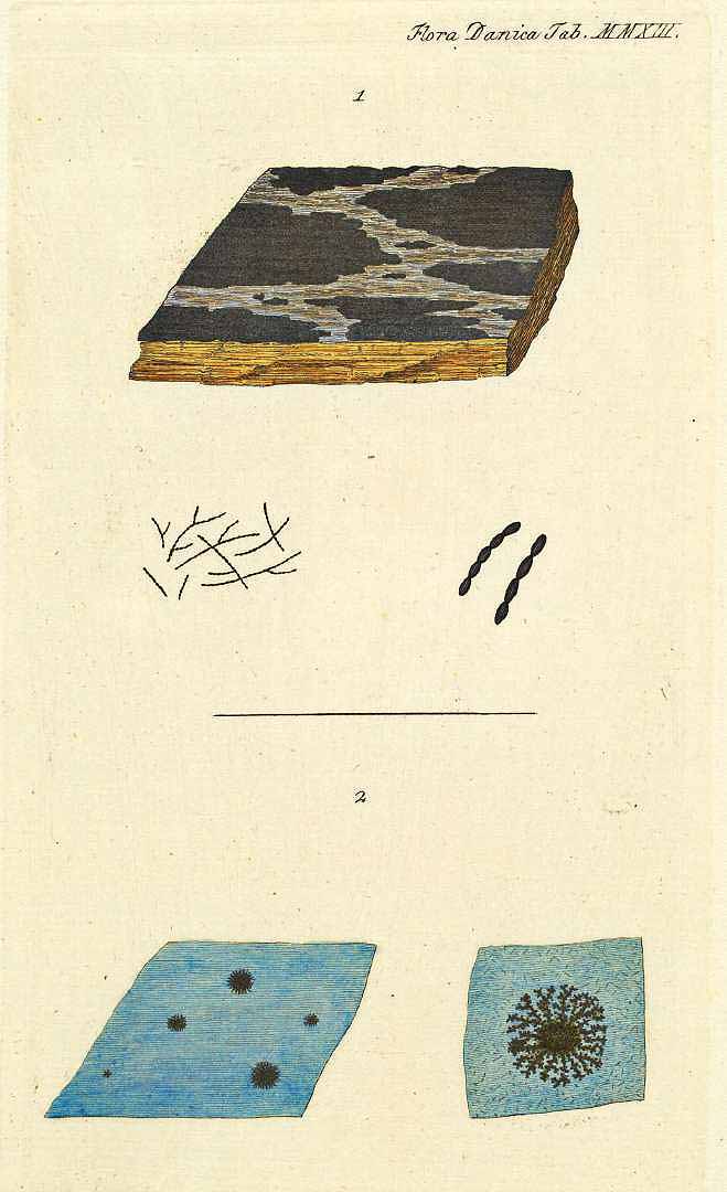 no HD illustration available (m5)