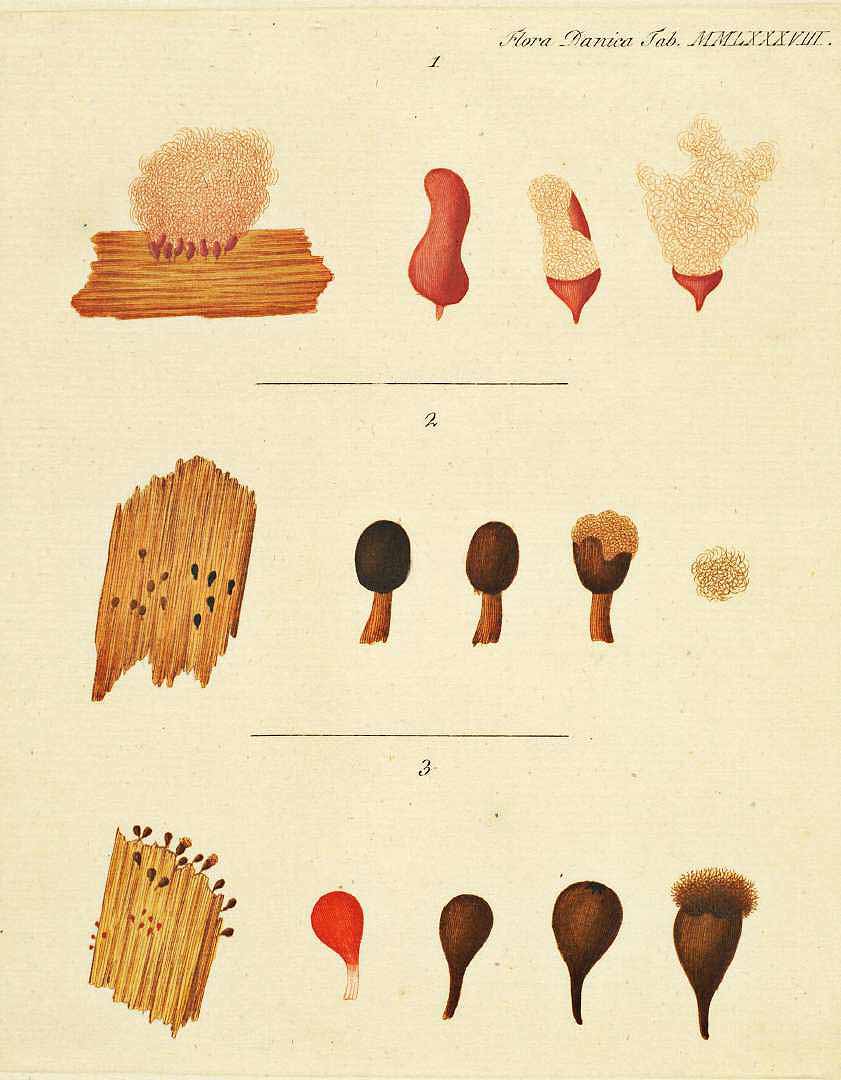 no HD illustration available (m5)