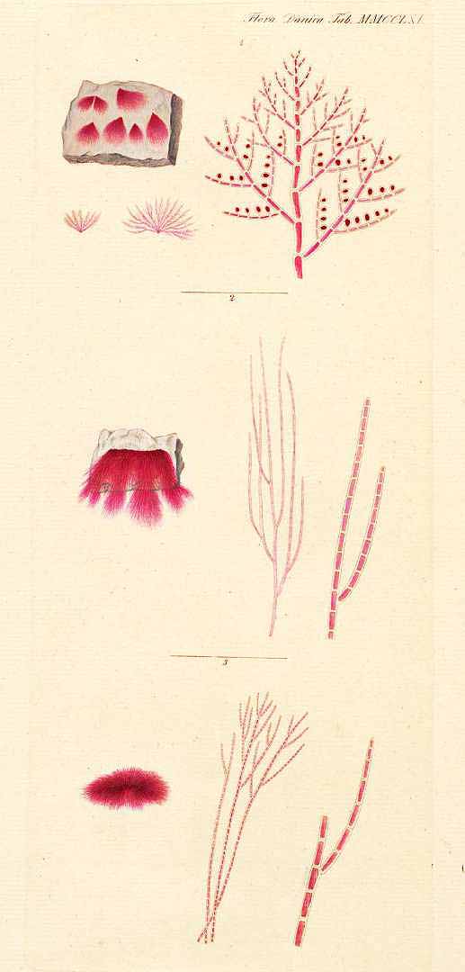 no HD illustration available (m5)