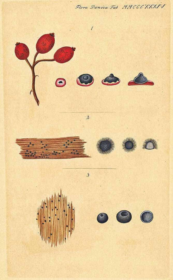 no HD illustration available (m5)