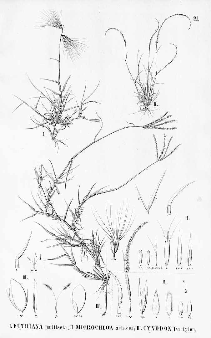 no HD illustration available (m5)