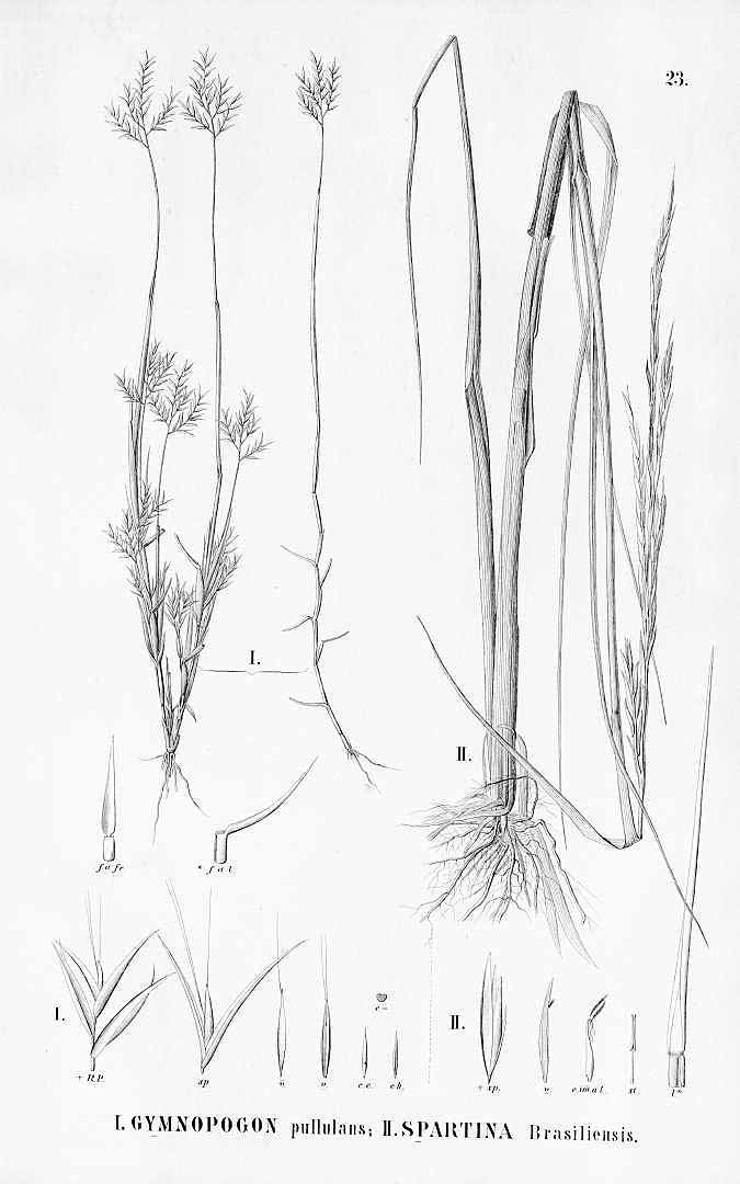 no HD illustration available (m5)