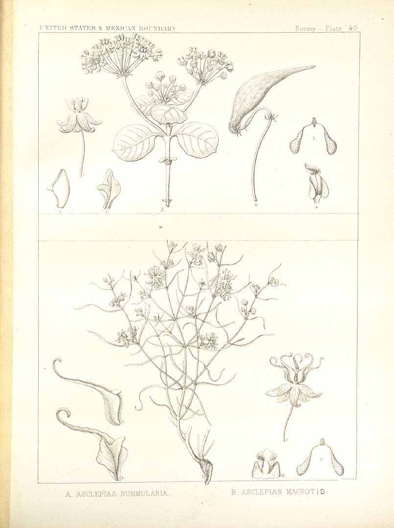 no HD illustration available (m5)