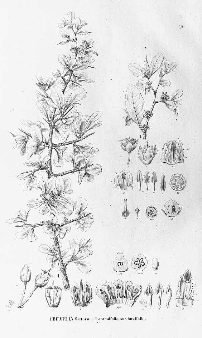no HD illustration available (m5)