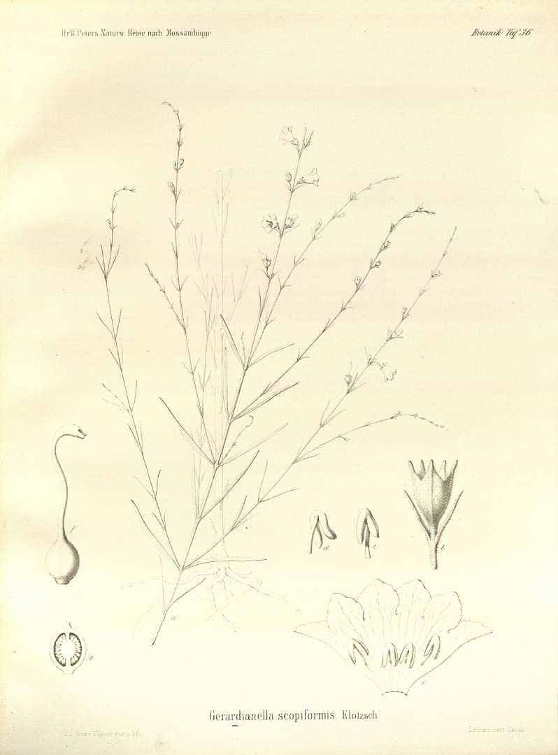 no HD illustration available (m5)