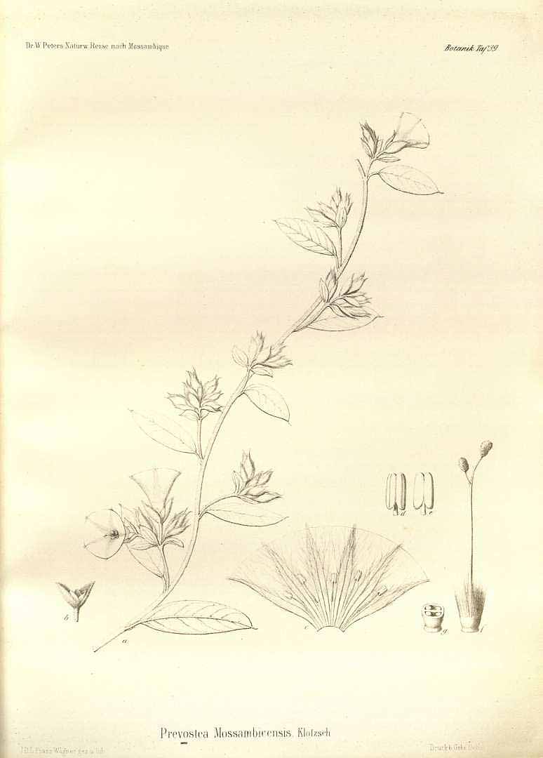 no HD illustration available (m5)