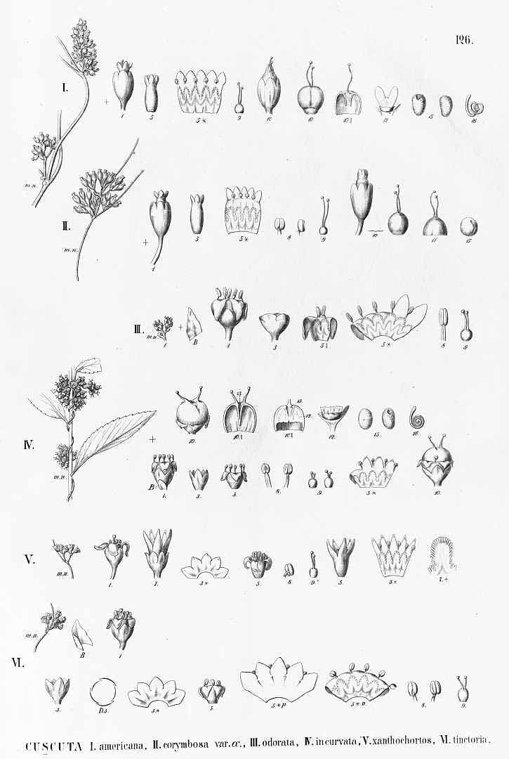 no HD illustration available (m5)