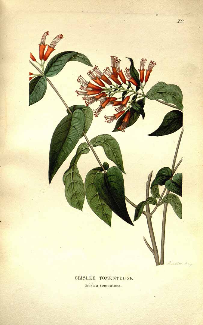 no HD illustration available (m5)