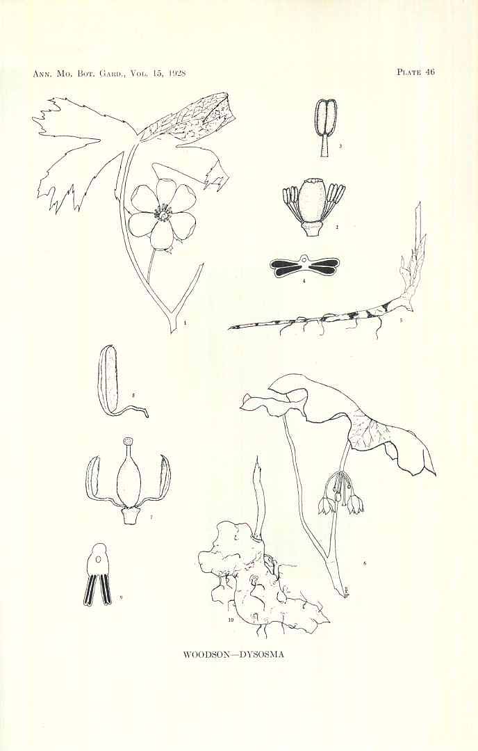 no HD illustration available (m5)