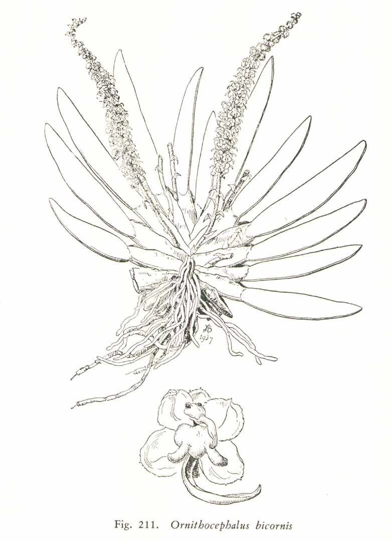 no HD illustration available (m5)