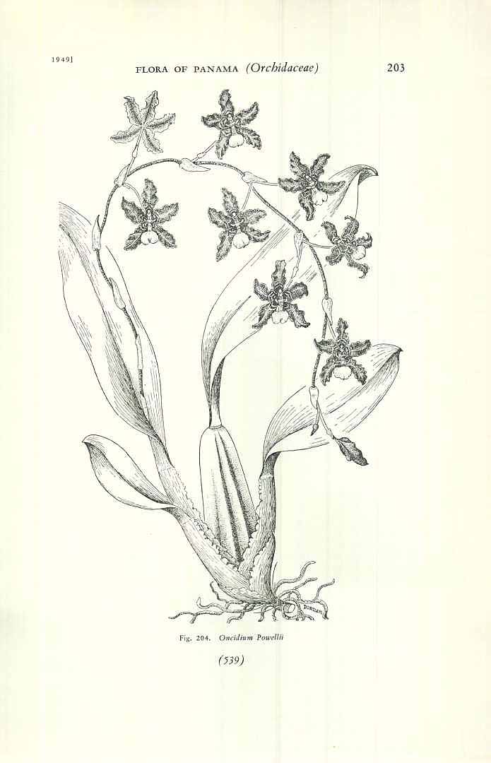 no HD illustration available (m5)