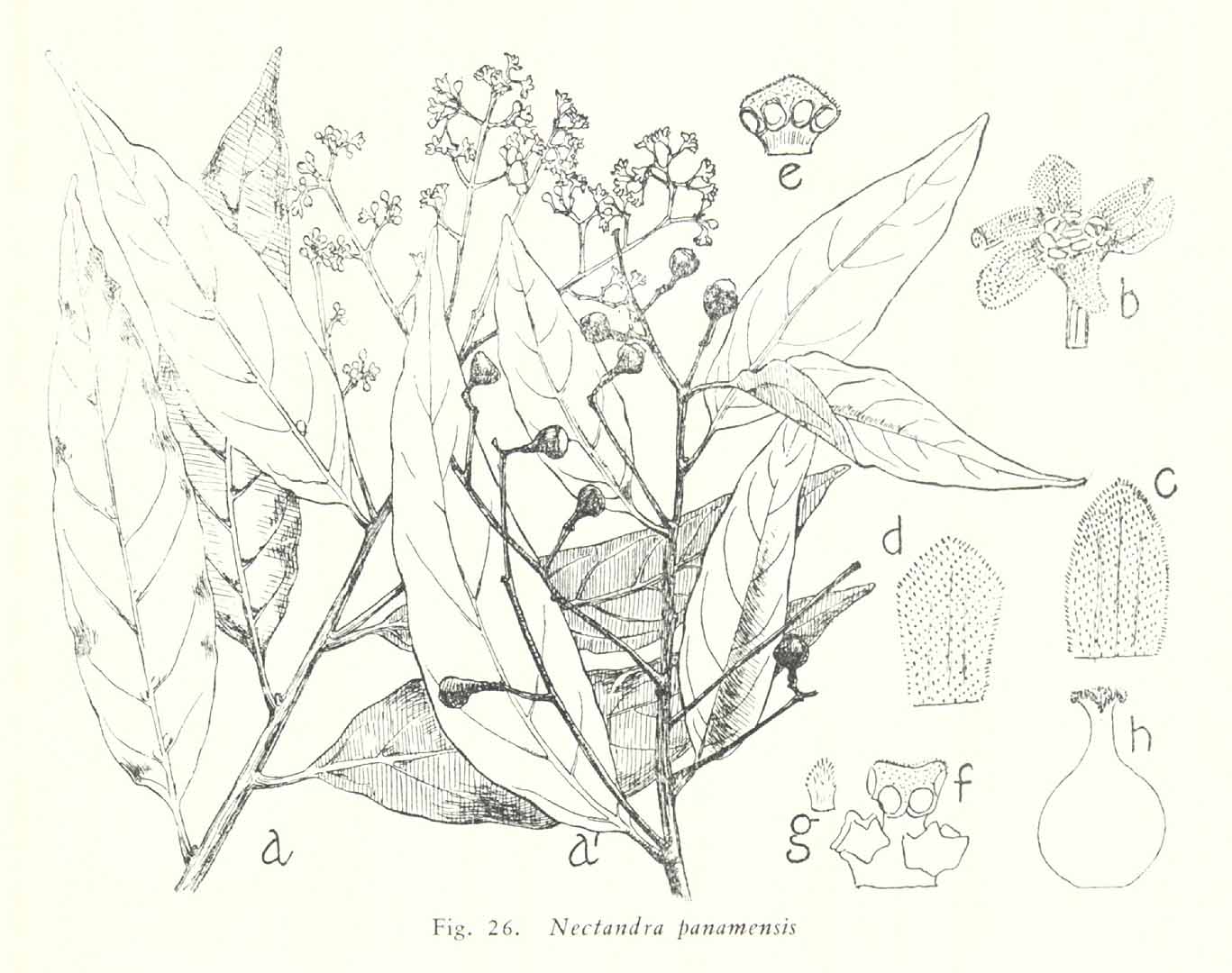 no HD illustration available (m5)