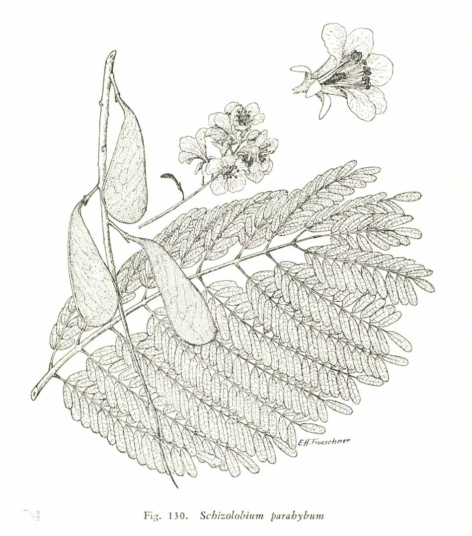 no HD illustration available (m4)