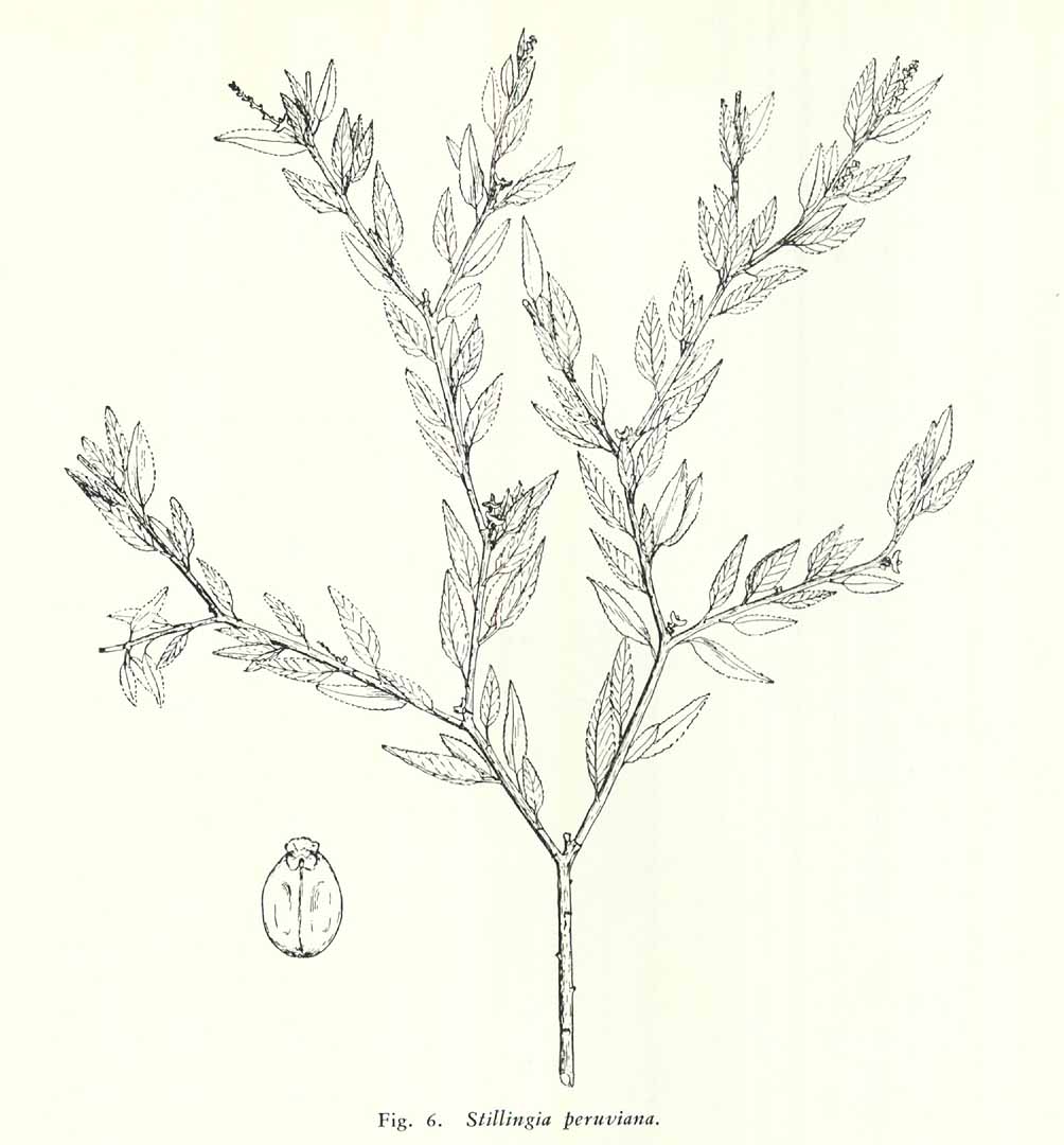 no HD illustration available (m5)