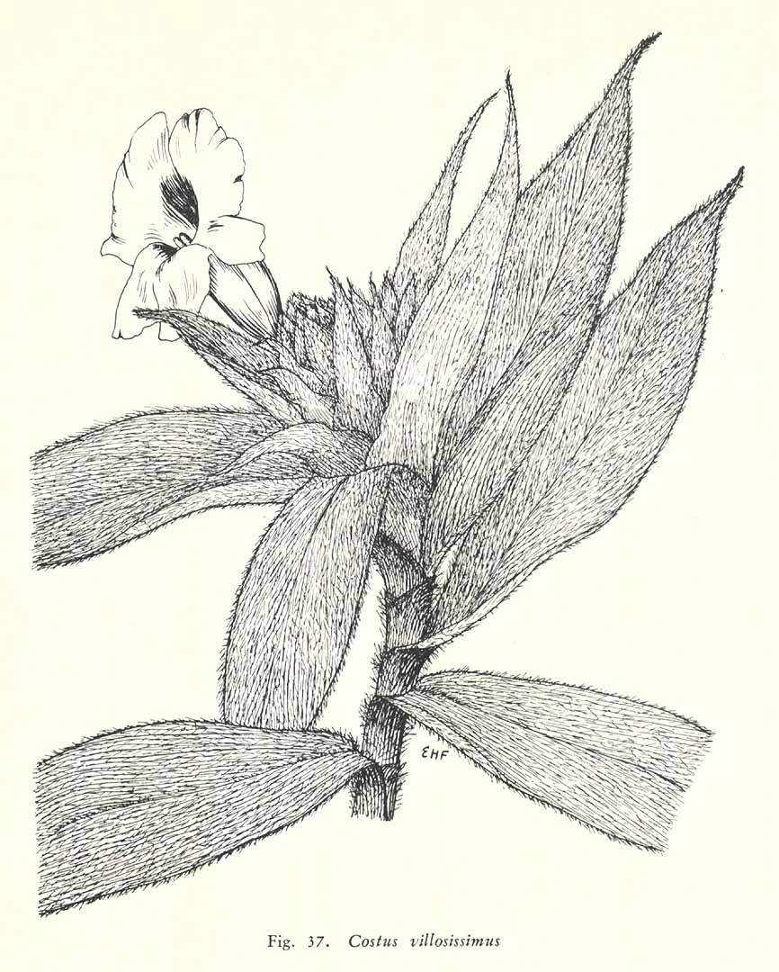 no HD illustration available (m4)