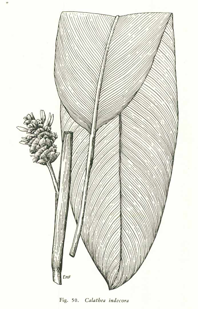 no HD illustration available (m5)