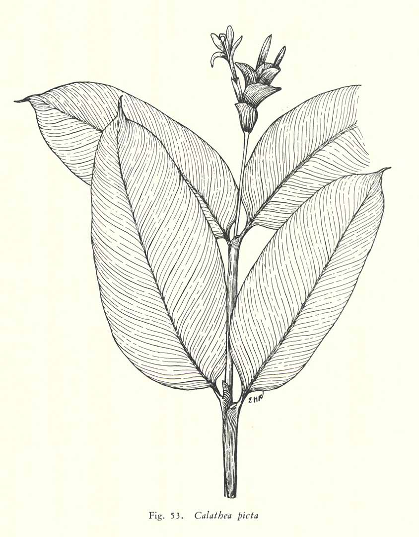 no HD illustration available (m5)