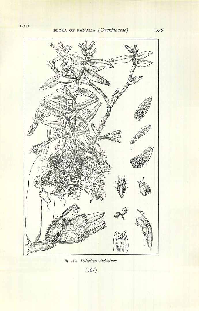 no HD illustration available (m5)