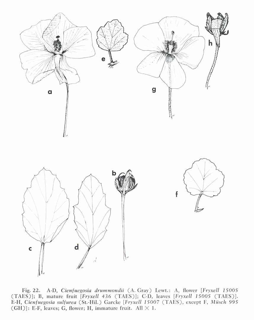 no HD illustration available (m4)