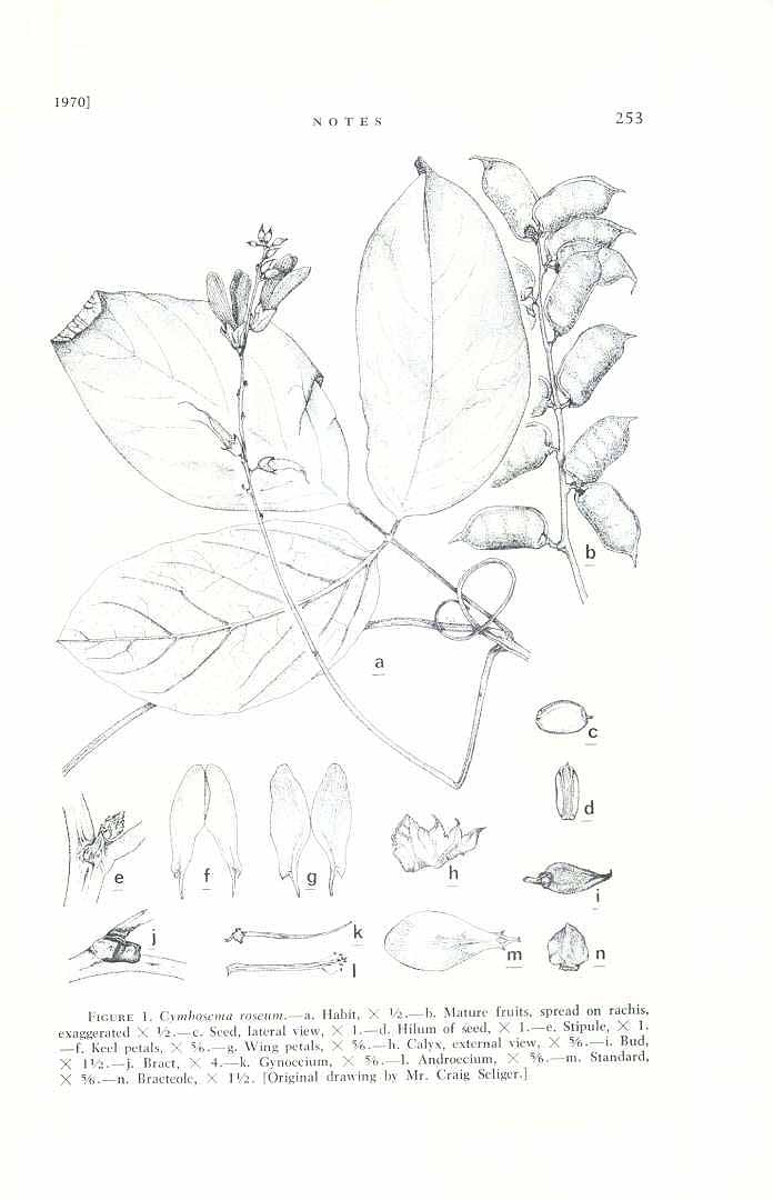 no HD illustration available (m5)