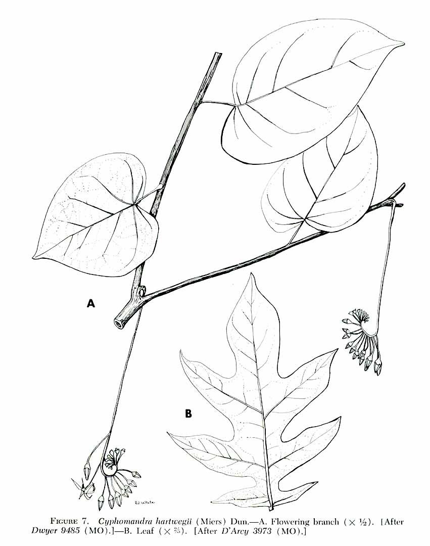 no HD illustration available (m4)