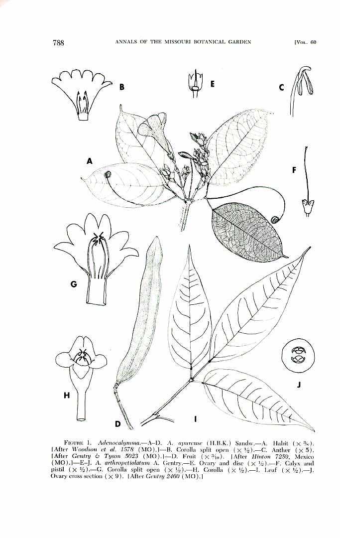 no HD illustration available (m5)