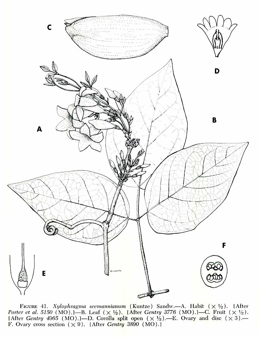 no HD illustration available (m5)
