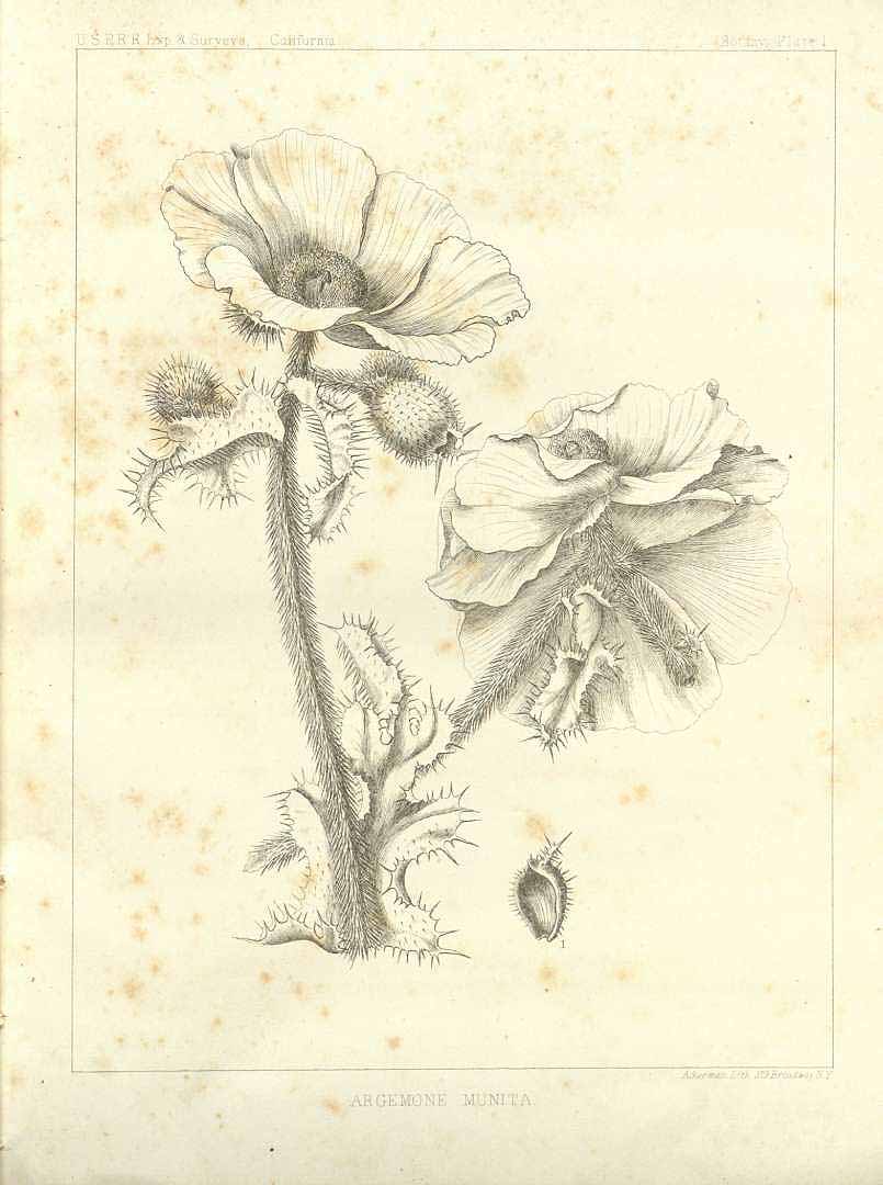 no HD illustration available (m5)