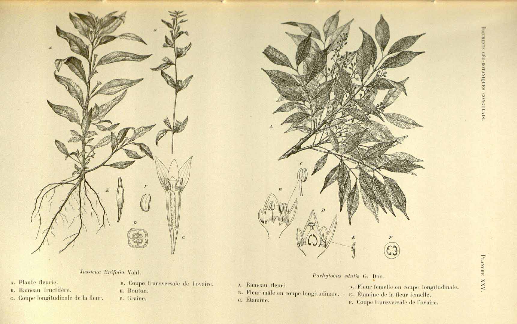 no HD illustration available (m5)