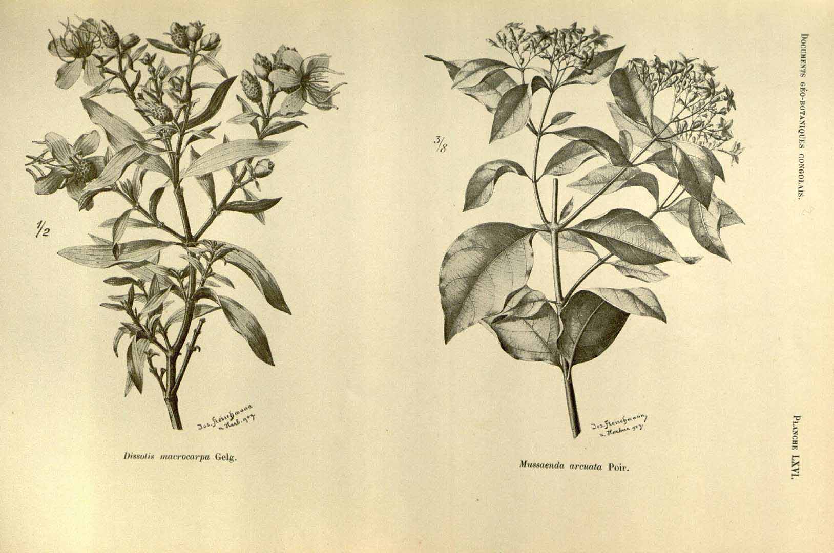 no HD illustration available (m2)