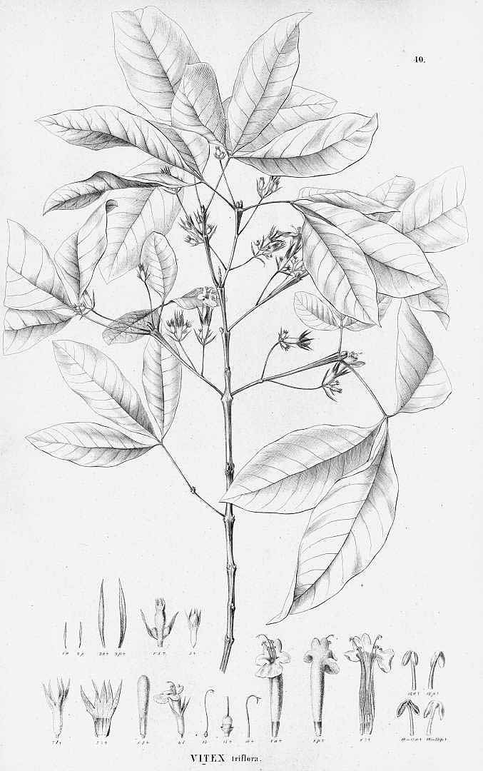 no HD illustration available (m5)