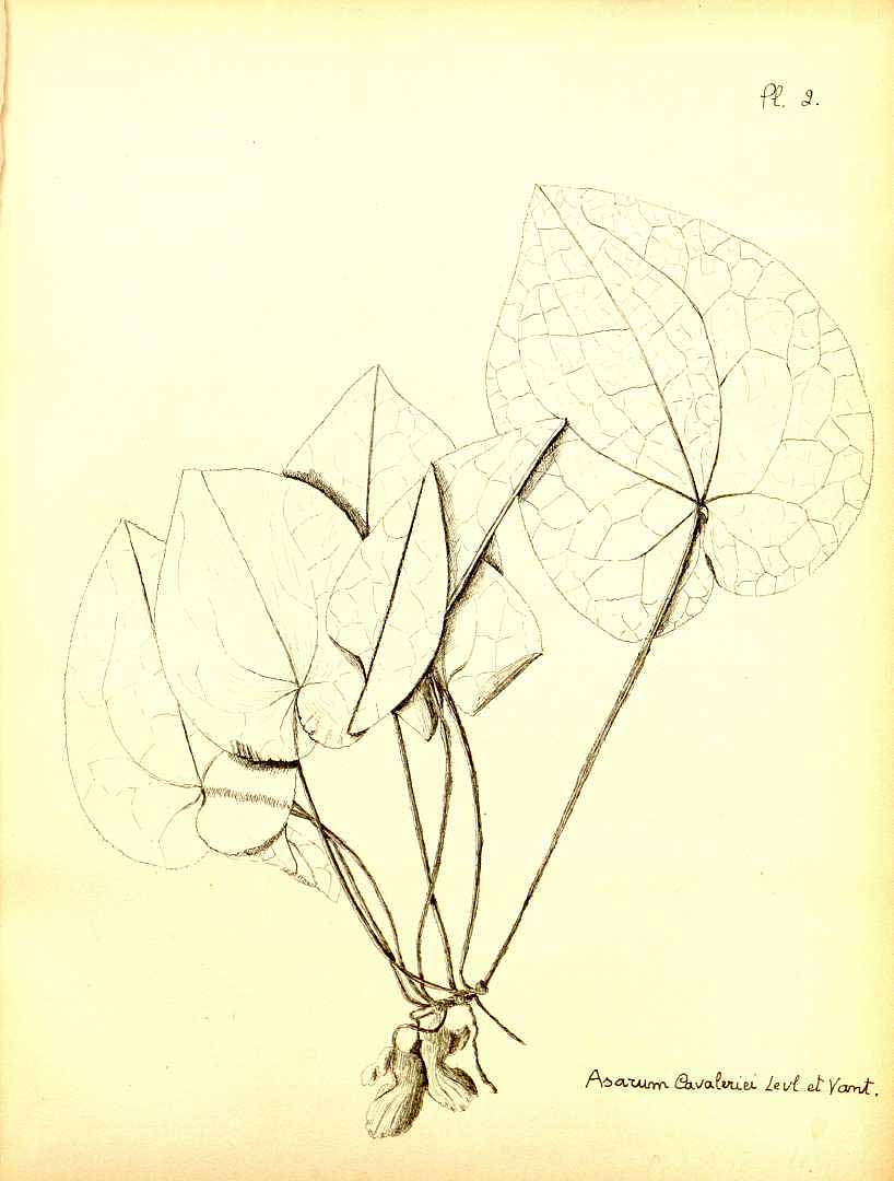 no HD illustration available (m5)