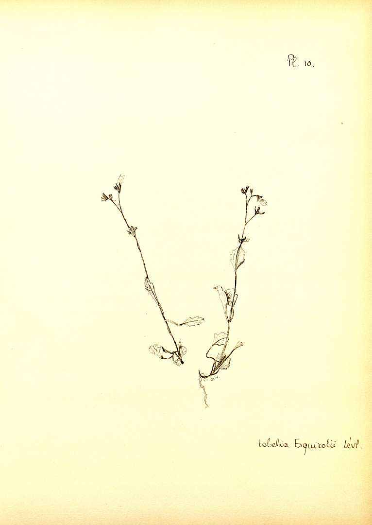 no HD illustration available (m5)