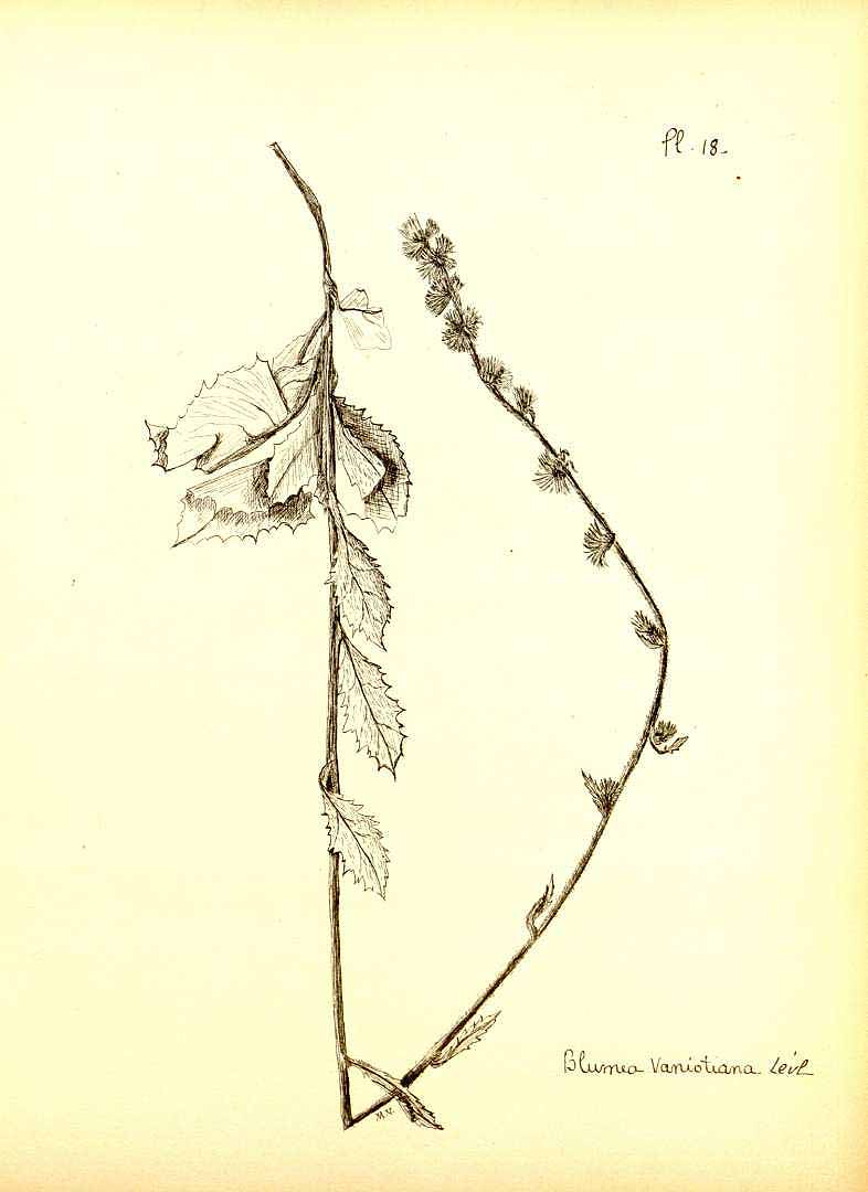 no HD illustration available (m5)