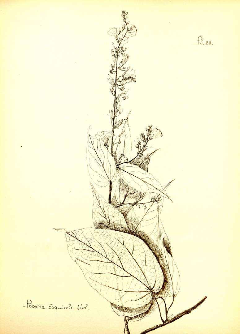 no HD illustration available (m5)
