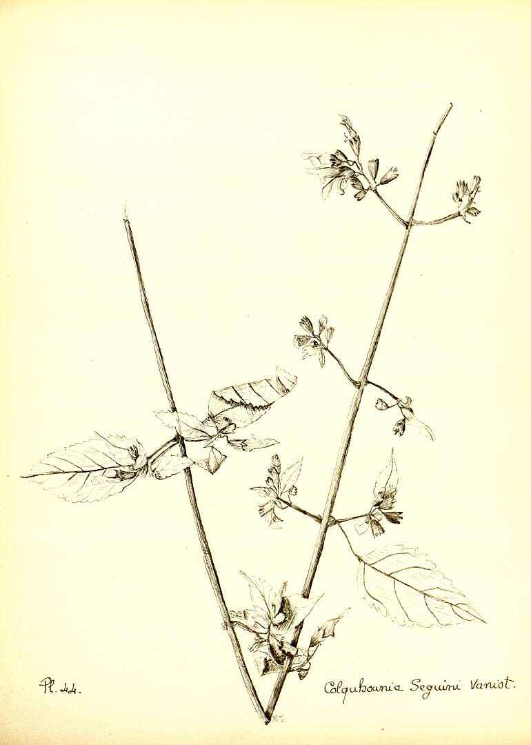 no HD illustration available (m5)