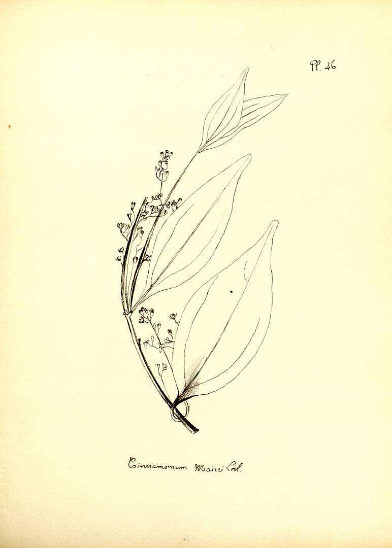 no HD illustration available (m5)